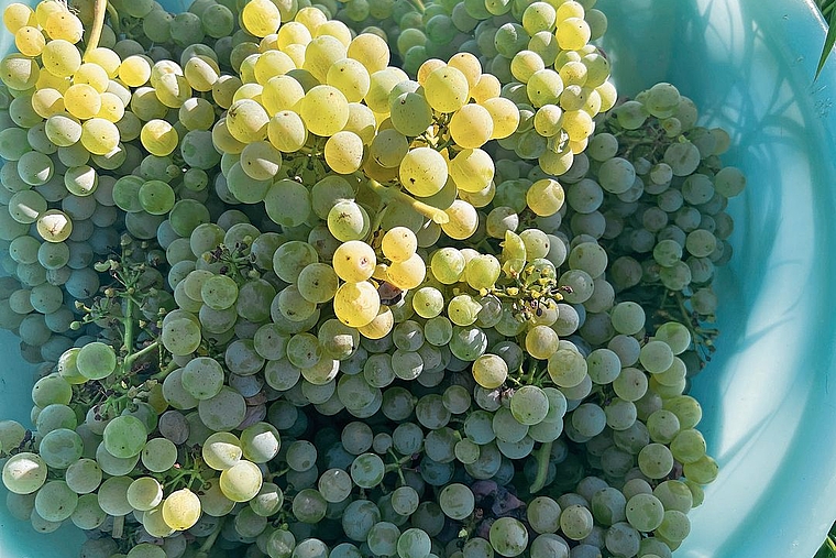 Hervorragende Qualität: Die Riesling-Sylvaner-Trauben versprechen einen guten Jahrgang. Foto: Simon Jermann