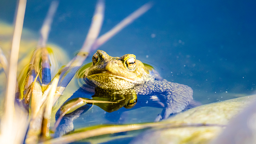 Aufgetaucht: Diese Erdkröte geniesst die milden Frühlingstemperaturen. Foto: Gerhard Christofori, zVg