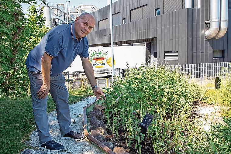 Im Mini-Kräutergarten: Thomas Fringeli arbeitet vorwiegend in der Produktionsstätte an der Wahlenstrasse. Foto: Martin Staub