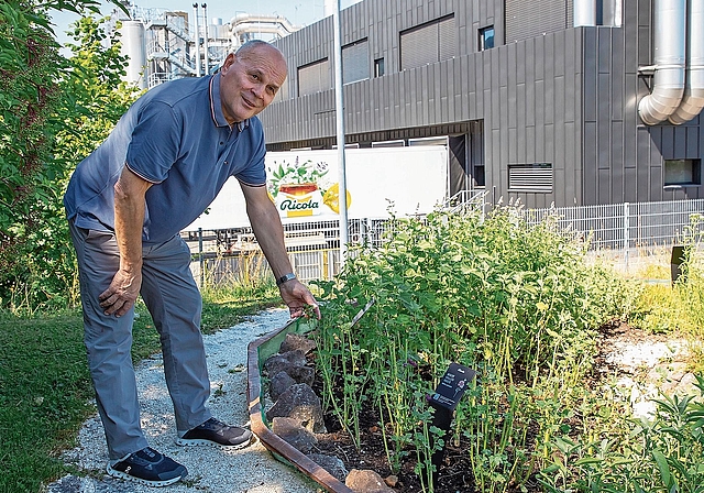 Im Mini-Kräutergarten: Thomas Fringeli arbeitet vorwiegend in der Produktionsstätte an der Wahlenstrasse. Foto: Martin Staub