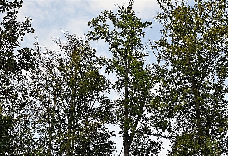 <em>Geschädigte Buchen: </em>Die Kronen sind entlaubt, dürre Äste können zur Gefahr für Waldgänger werden.<em>Fotos: Roland Bürki</em>