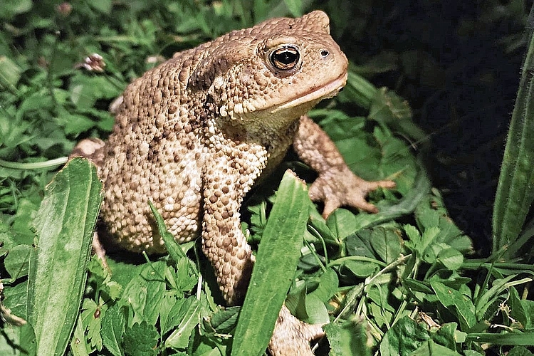 «Rückläufig»: Die Erdkröte kommt auf dem Bruderholz seltener vor. 