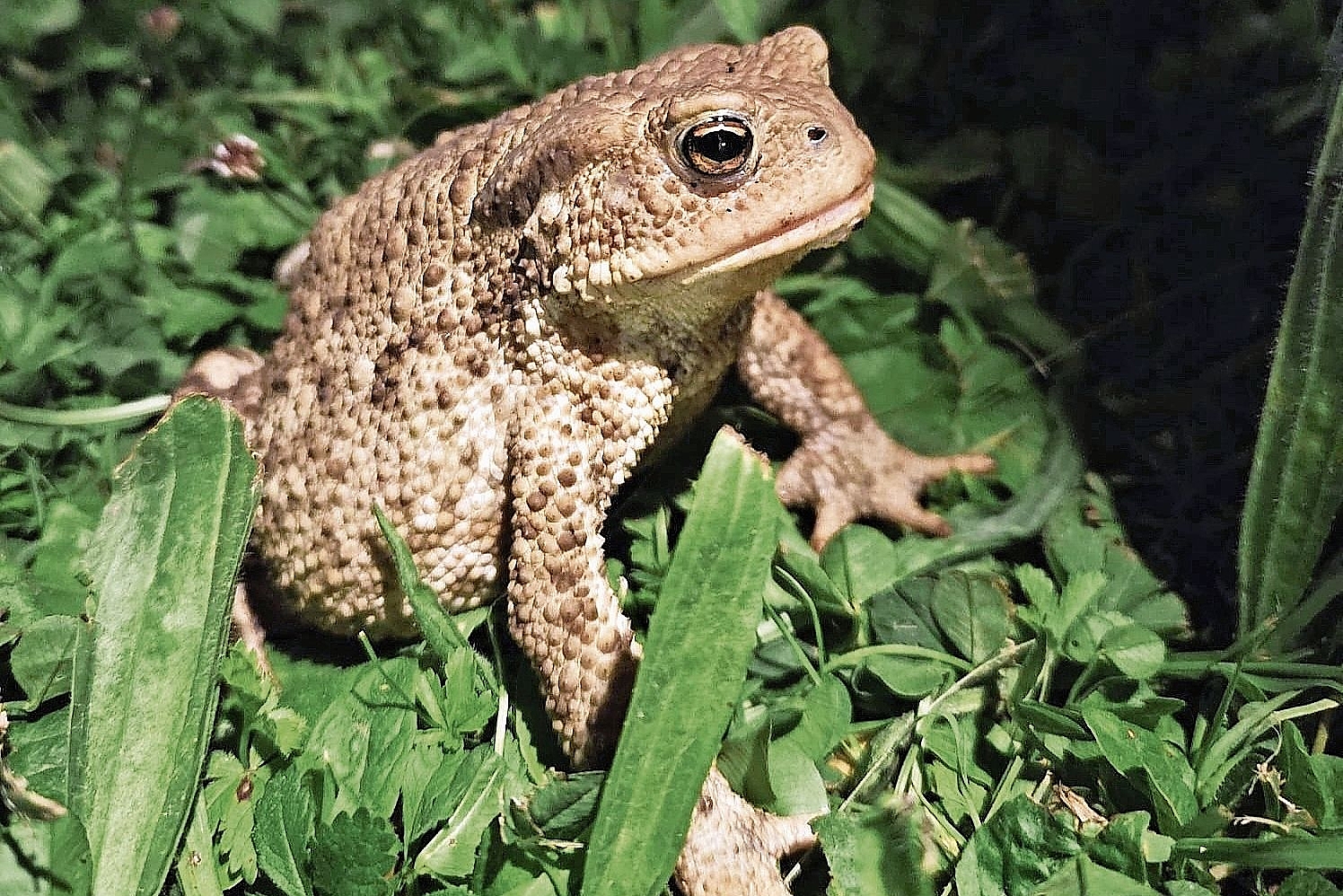 «Rückläufig»: Die Erdkröte kommt auf dem Bruderholz seltener vor. 