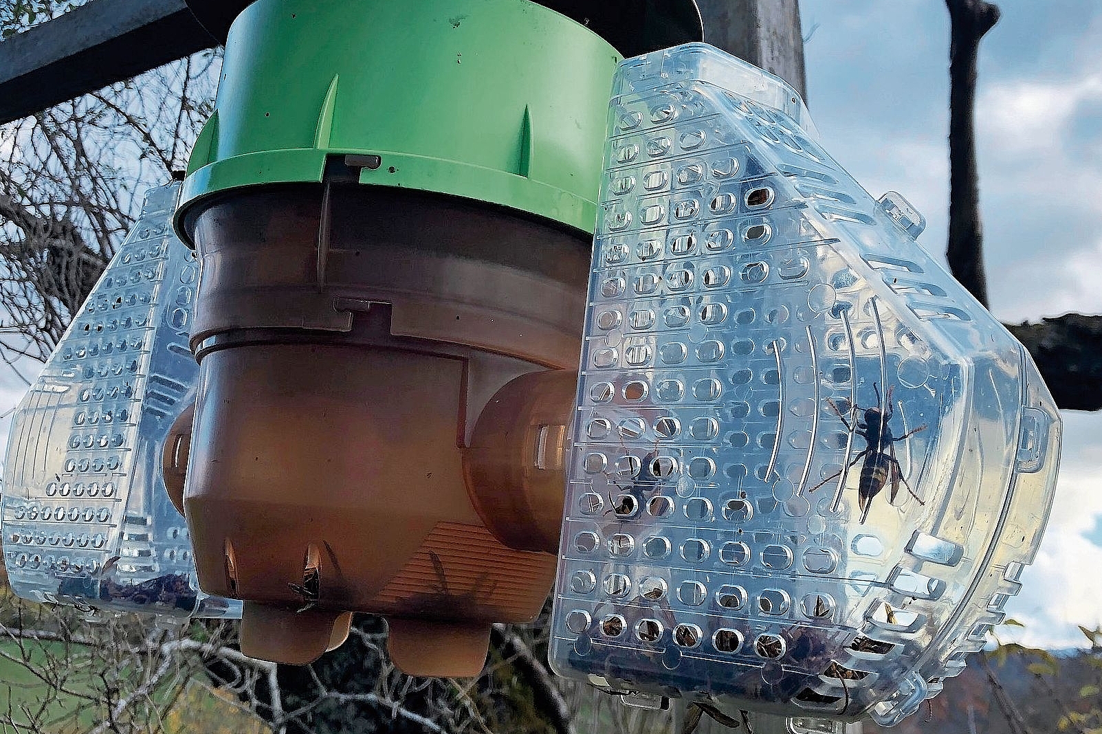 Tägliche Kontrolle: Viele Imker im Kanton Solothurn schützen ihre Bienenstöcke mit transparenten Selektivfallen. Foto: Melanie Aprin Tägliche Kontrolle: Viele Imker im Kanton Solothurn schützen ihre Bienenstöcke mit transparenten Selektivfallen. Foto: Melanie Aprin