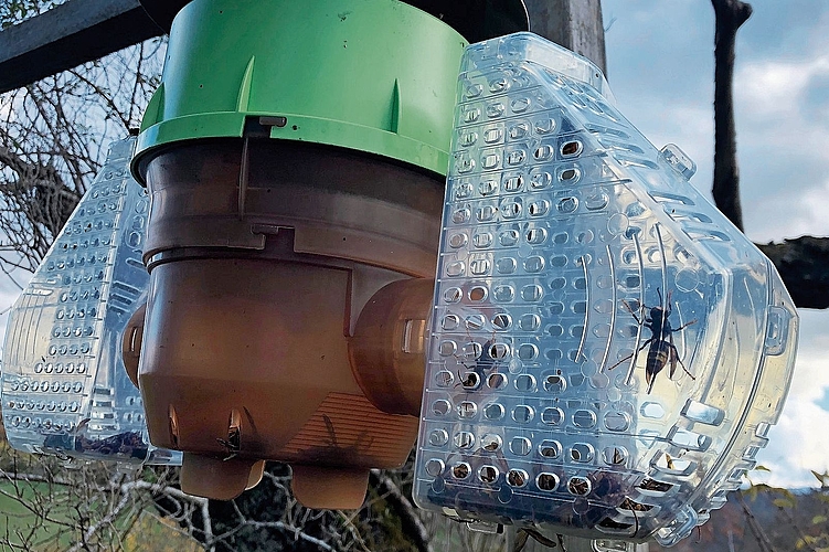 Tägliche Kontrolle: Viele Imker im Kanton Solothurn schützen ihre Bienenstöcke mit transparenten Selektivfallen. Foto: Melanie Aprin Tägliche Kontrolle: Viele Imker im Kanton Solothurn schützen ihre Bienenstöcke mit transparenten Selektivfallen. Foto: Melanie Aprin