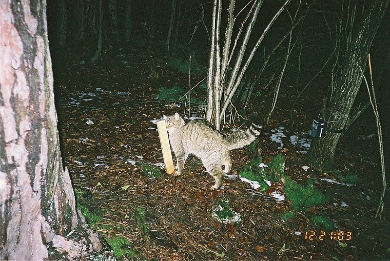 Fotofalle: Wildkatze reibt sich an der Dachlatte.