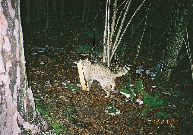 Fotofalle: Wildkatze reibt sich an der Dachlatte.