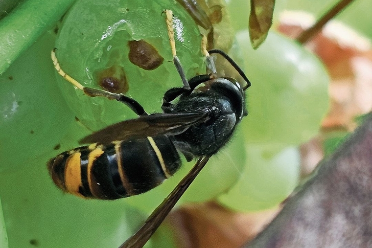 Gefährliche Einwanderin: Die Asiatische Hornisse ist im Kanton Basel-Landschaft auf dem Vormarsch. Hier eine Sichtung aus Laufen Mitte Oktober. Im Unterschied zur heimischen Hornisse ist ihr Hinterteil zu einem grossen Teil schwarz und sie hat deutl