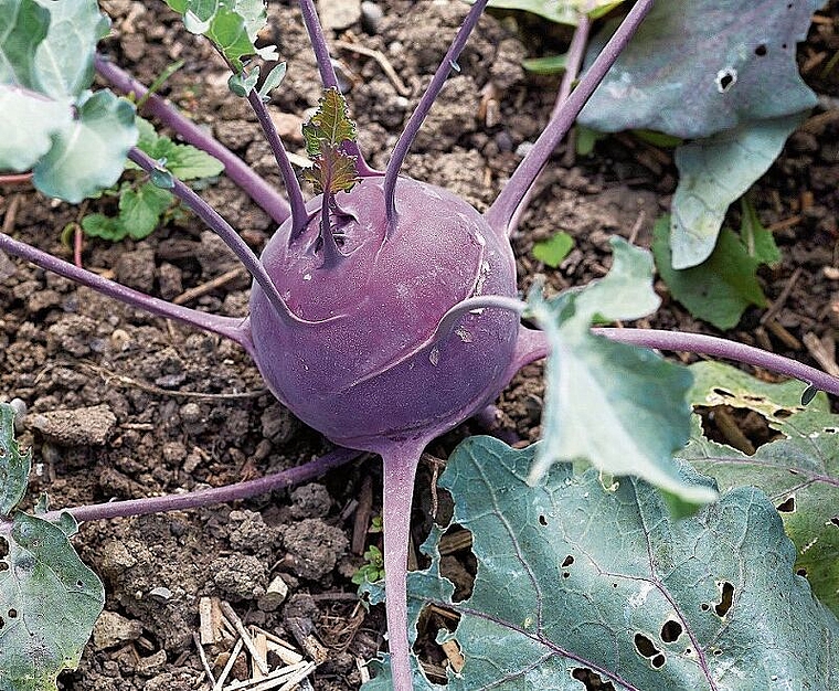 Farbtupfer: Mit seiner leuchtend violetten Schale ist der Kohlrabi «Blaro» in jedem Garten eine Augenweide. Foto: ProSpecieRara, Brechbühl/Perazzetti