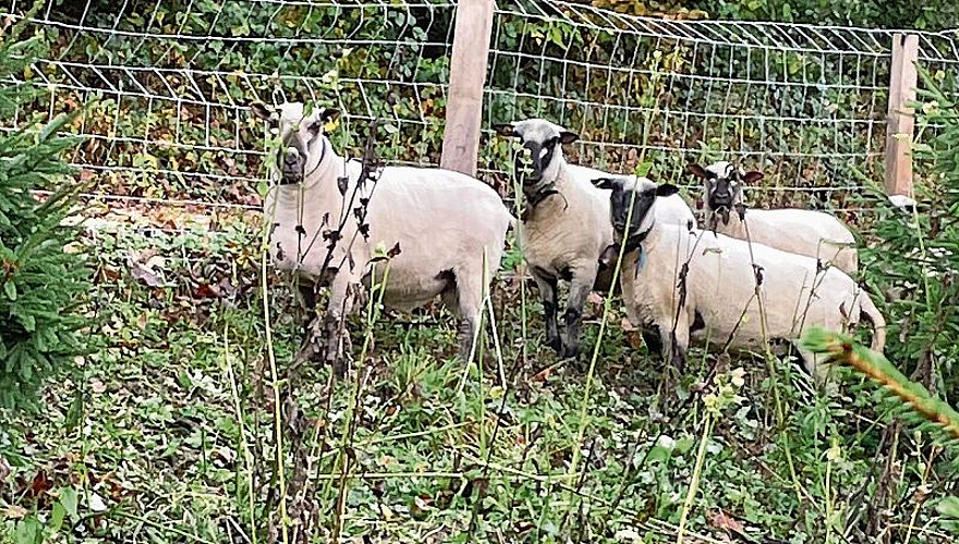 Genügsame Tiere: Die Shropshire-Schafe sind biologische Rasenmäher, nagen aber keine Tannen an.
