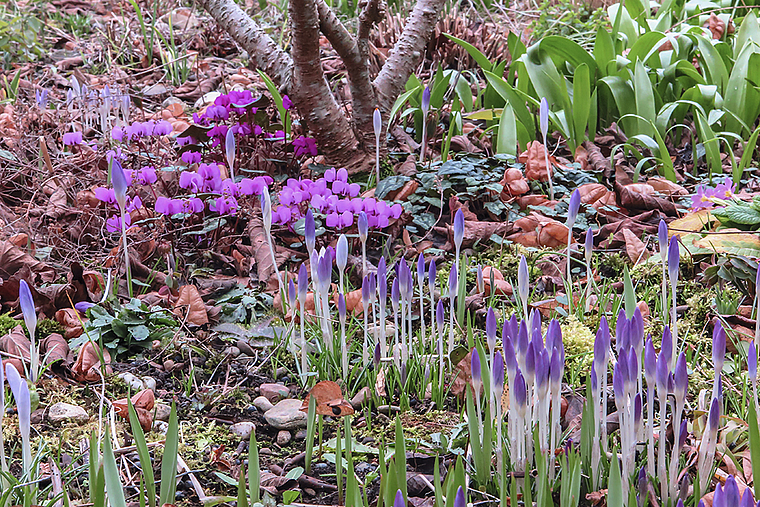 Im Frühling Blumen, im Sommer dann Gemüse.