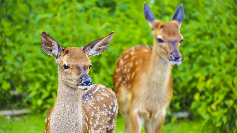 Schluss mit Ruhe: Freilaufende Hunde sind für kleine Rehe in Gempen zu einer Plage, ja sogar zu einer Gefahr geworden. Foto: Pixabay.com