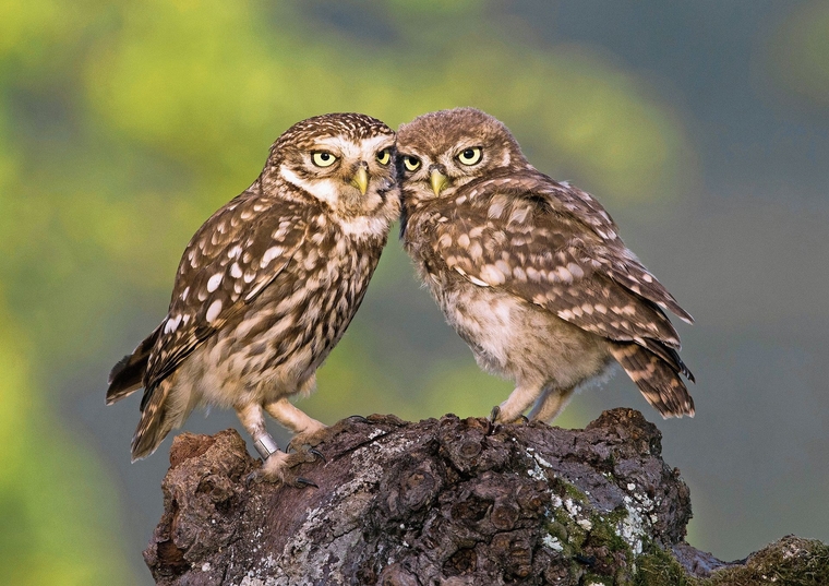 Guter Indikator für eine artenreiche Kulturlandschaft: der Steinkauz. Foto: Martin Becker / BirdLife.ch