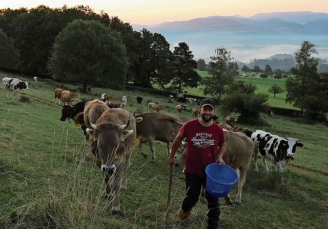 Sonnenaufgangsstimmung: Hirte Simon Guggisberg bringt die Rinder frühmorgens in den Weidstall. Foto: Simone Pürro