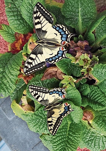 Die erste Generation ist geschlüpft: An den Hinterflügeln stehen beim Schwalbenschwanz-Schmetterling die meist schwarz gefärbten «Schwänzchen» ab, die der Art ihren Namen geben. Foto: Adrienne Stuber