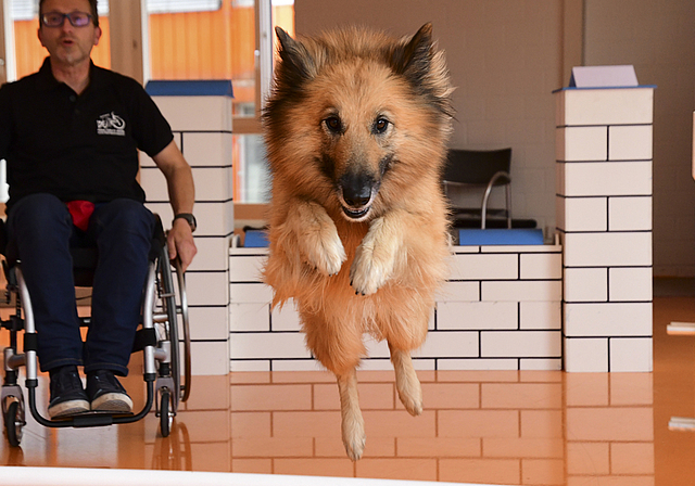 Perfekte Teamarbeit: In rasantem Tempo werden die Hunde durch den Agility-Parcours geführt.   Foto: ZVG