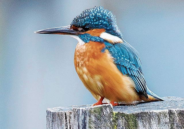 Vogel des Jahres: der Eisvogel. Foto: zVg / Toni Dürrenberger