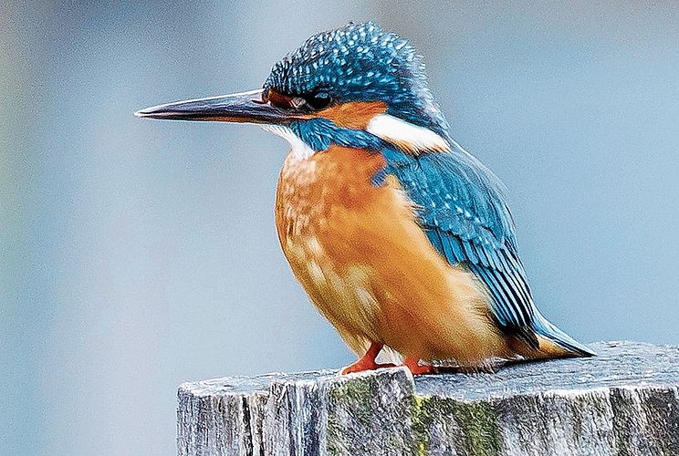 Vogel des Jahres: der Eisvogel. Foto: zVg / Toni Dürrenberger