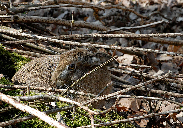 Trotz nachgewiesener Hasenpest: Der regionale Feldhasenbestand entwickelt sich weiterhin erfreulich.  Foto: ZVG