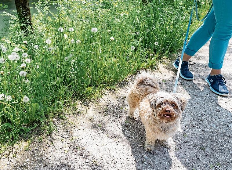 Neue Verordnung: Das Birsufer in Aesch ist ein beliebter Ort für Spaziergänge – Hunde müssen seit April an die Leine. Foto: bz / Kenneth Nars