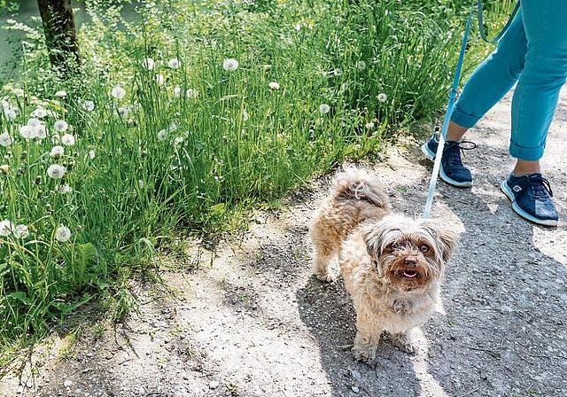 Neue Verordnung: Das Birsufer in Aesch ist ein beliebter Ort für Spaziergänge – Hunde müssen seit April an die Leine. Foto: bz / Kenneth Nars