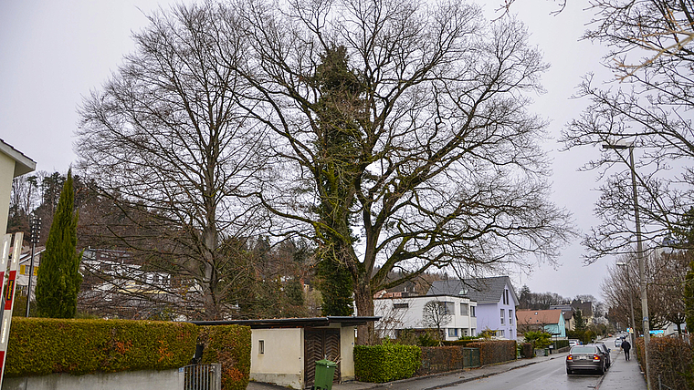 Prägen das Quartierbild: Die mächtige Blutbuche und die ebenso stämmige Eiche an der Binningerstrasse. Foto: Thomas Kramer