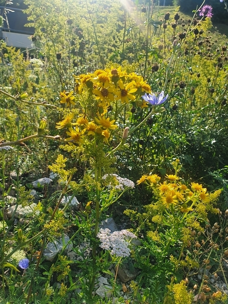 War schon Ende Juni in voller Blüte: Jakobskreuzkraut an einem Dornacher Strassenrand. Foto: Fabia Maieroni