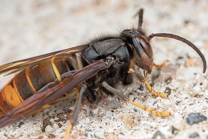 Invasiver Neozoen: Die Asiatische Hornisse ist an den gelben Beinen und dem schwarzen Hinterteil zu erkennen. Foto: zvg