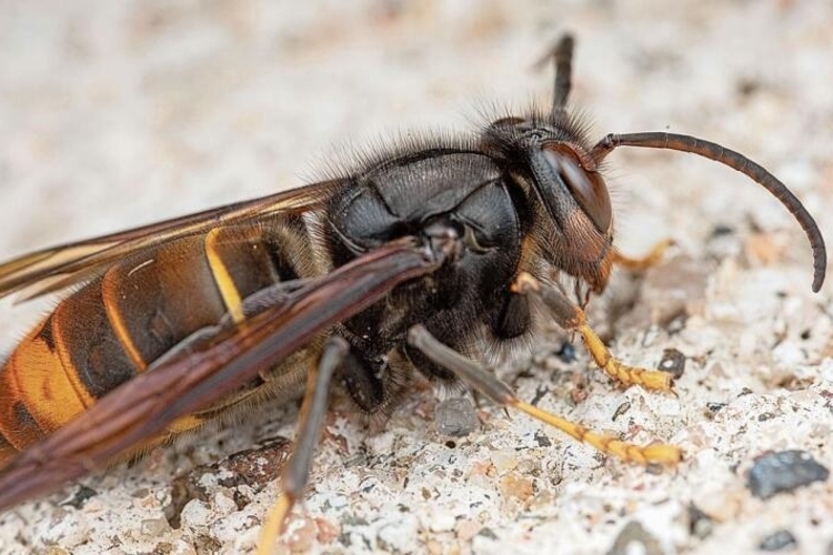 Invasiver Neozoen: Die Asiatische Hornisse ist an den gelben Beinen und dem schwarzen Hinterteil zu erkennen. Foto: zvg