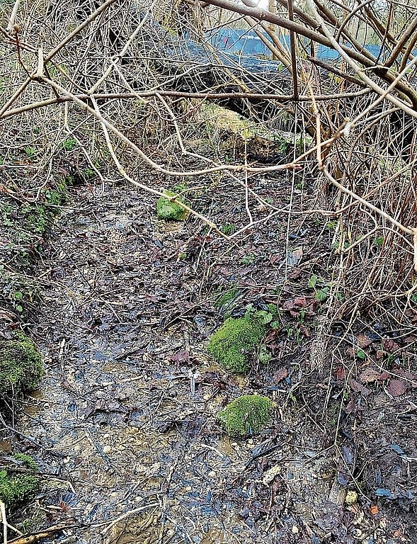 Nur noch ein Rinnsal: Der Quellbach, der das Gebiet sogar in trockenen Sommern mit Feuchtigkeit versorgte, führt praktisch kein Wasser mehr. Foto: Marianne Vetter