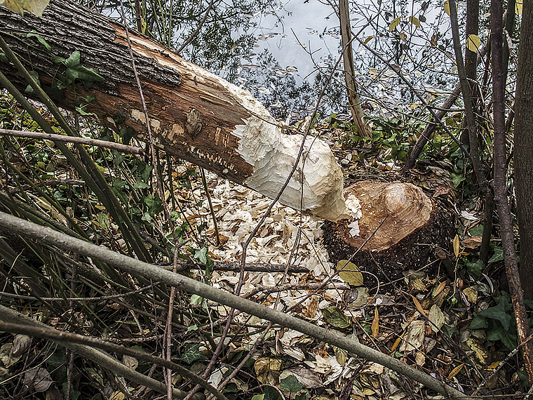 Biberaktivität: Nagespuren im «Park im Grünen». Foto: A. Schnider