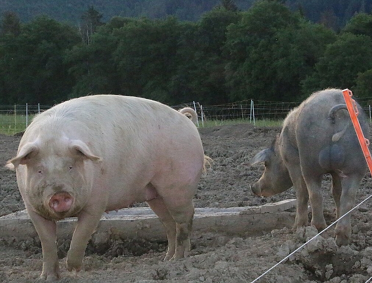<em>Schwein gehabt: </em>Die Afrikanische Schweinepest ist noch weit entfernt und die Hausschweine dürfen sich nach Herzenslust draussen tummeln. .Foto:Gini Minonzio