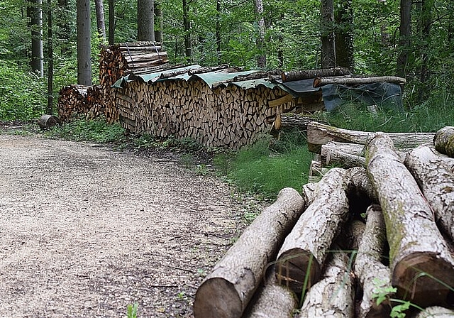 Fusion: Der Forstbetrieb Schwarzbubenland wird den Wald pflegen.Foto: Bea Asper