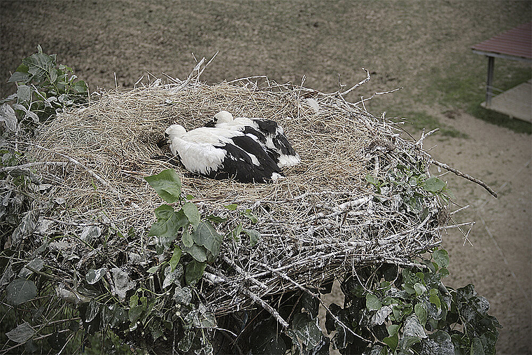 Nesthocker: Die ersten beiden Reinacher Jungstörche seit fast 80 Jahren schlüpften auf einer Horstplattform beim Erlenhof.  Foto: Barbara Saladin
