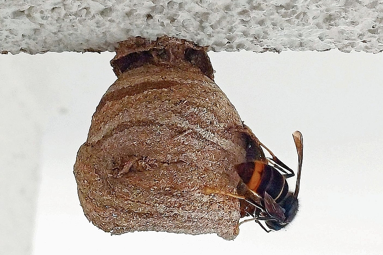 Breitet sich aus: die Asiatische Hornisse. Foto: zVg/Lilo Nowak