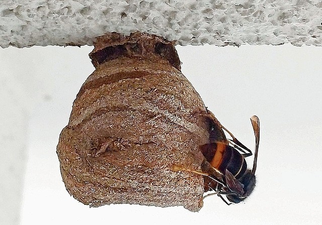 Breitet sich aus: die Asiatische Hornisse. Foto: zVg/Lilo Nowak