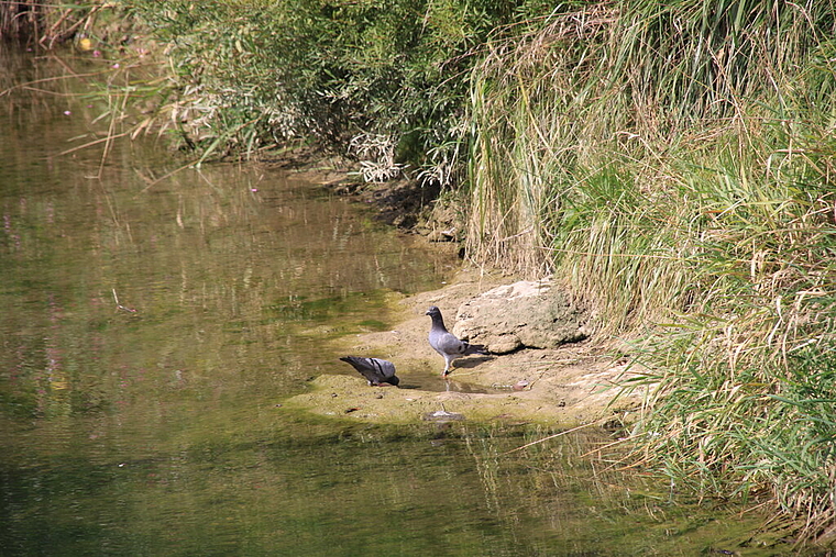 Kein Trinkwasser: Auch die Vögel nehmen mit dem Birswasser Gift auf.