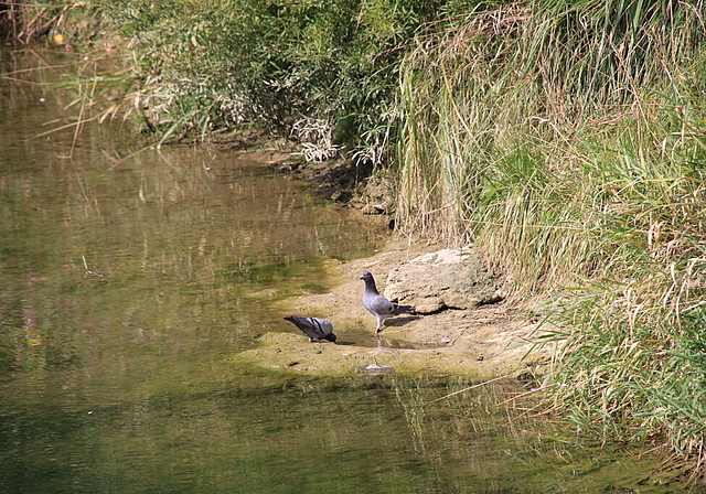 Kein Trinkwasser:  Auch die Vögel nehmen mit dem Birswasser Gift auf.