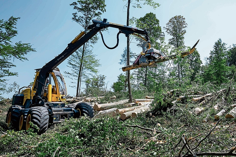 Wegen der Trockenheit: Oberhalb von Muttenz werden Buchen geschlagen,die die Hitze nicht mehr verkraften.Foto: Kenneth Nars