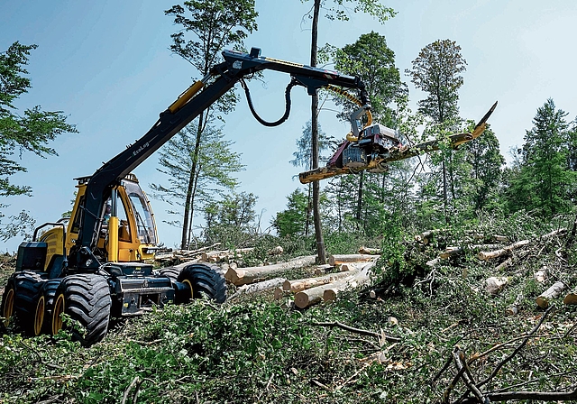 Wegen der Trockenheit: Oberhalb von Muttenz werden Buchen geschlagen,die die Hitze nicht mehr verkraften.Foto: Kenneth Nars