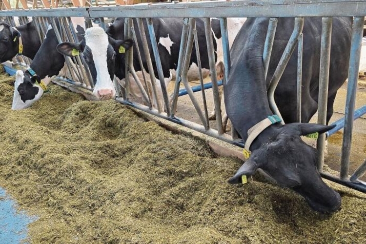 Nicht angebunden: Die Kühe können sich im Stall frei bewegen. Fotos: Fabian Schwarzenbach