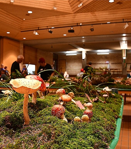 <em>Gelungen: </em>Trotz Hitzesommer wurden viele Pilze gesammelt.Foto: BEA ASPER
