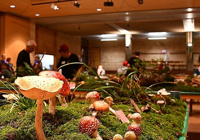 <em>Gelungen: </em>Trotz Hitzesommer wurden viele Pilze gesammelt.Foto: BEA ASPER
