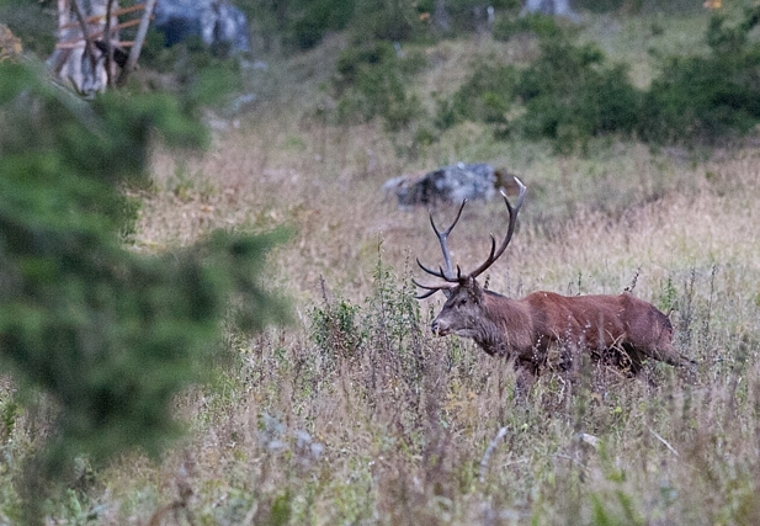 <em>Bei uns eine rare Sicht: </em>Hirsch während der Brunft im Justistal (BE). Foto: ZVG