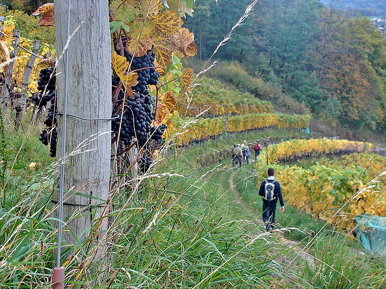 Genussvolles Marschieren auf der Via Surprise: Ein neuer Kulturweg, der auch ins Birseck und Dorneck führt, soll den Baselbieter und Solothurner Jura als Wanderparadies in der Schweiz bekannter machen. Foto: Roland Bürki