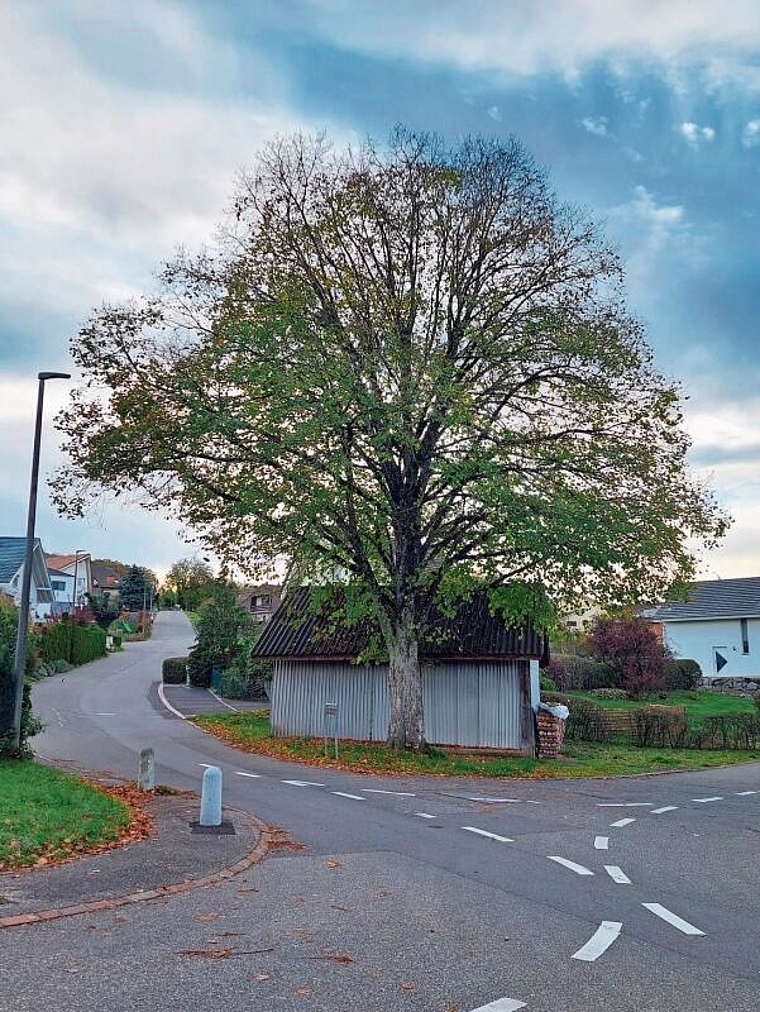 Einwohner sprechen vom «Lindenplatz»: Der Baum an der Kreuzung Baselweg und Stelzenweg soll zum Schutz der Hütte gefällt werden. Foto: Jeannette Weingartner