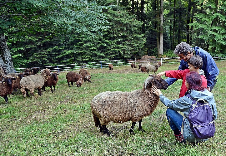 <em>Unermüdliche Landschaftspfleger: </em>Die Walliser Landschafe geniessen die Aufmerksamkeit gleichsam als Lob für ihre wertvolle Arbeit Fotos: Roland Bürki
