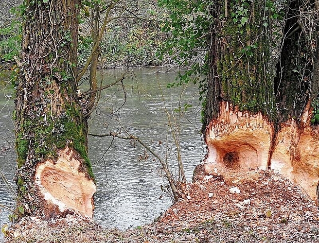 Einfach zu entdecken: Biberspuren in der Reinacher Heide. Foto: Pro Natura
