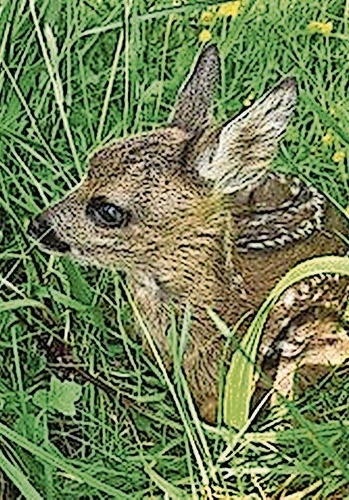 Hat sich im hohen Gras versteckt: 
Ein Rehkitz in Pfeffingen. Foto: zvg