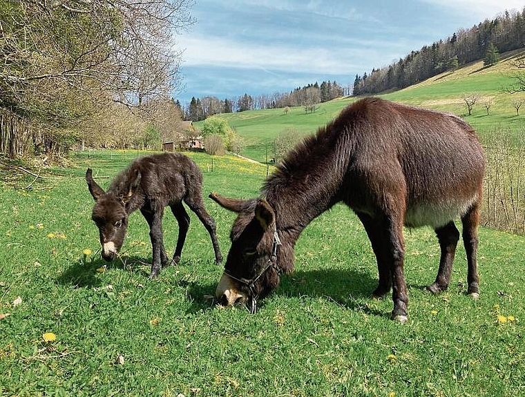 Geboren am Gründonnerstag: Das Eselfohlen darf gestreichelt werden. Die tiergestützte Therapie bewährt sich. Foto: zVg